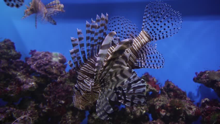 Red lionfish in a marine aquarium   | Shutterstock HD Video #34460704