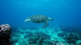 Big Sea Turtle in İndian Ocean Freediving Snorkeling
