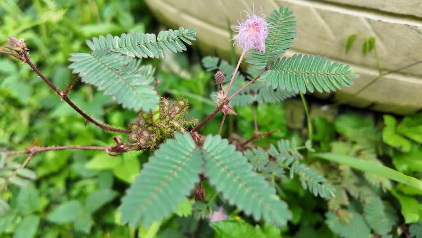 Close up footage of a woman touches Mimosa pudica leaves with her fingers so that the leaves fold inward and droop. Concept for biology Royalty-Free Stock Footage #3446084951