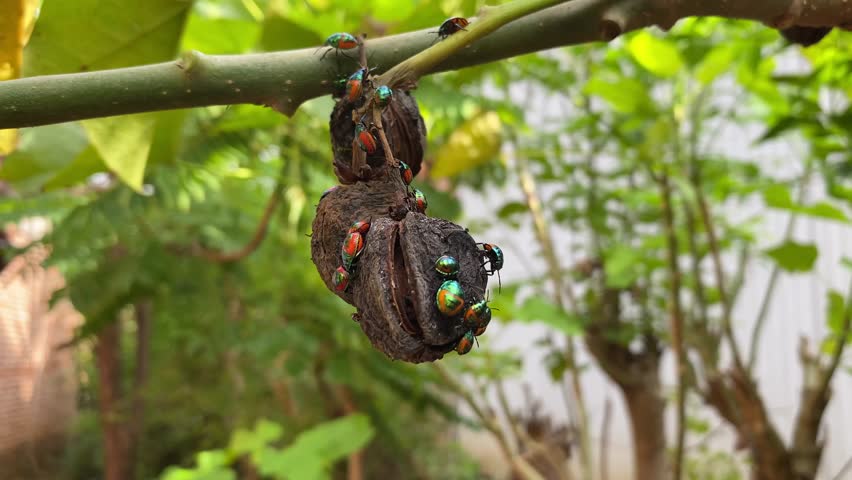Tectocoris diophthalmus nymph congregate around the fruit of Jatropha curcas. Hibiscus harlequin bug 4K Video