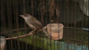 The Prinia inornata bird is in captivity to be kept