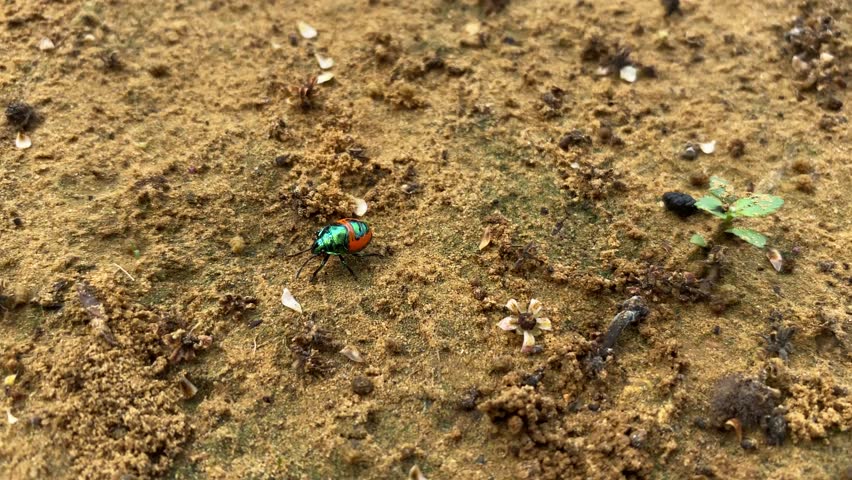 Tectocoris diophthalmus nymph walking on the ground. Hibiscus harlequin bug 4K Video