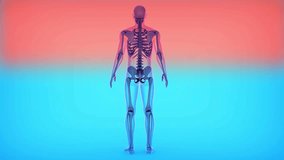 human skeleton is made up of 206 bones. These include the bones of the skull, spine vertebrae, ribs, arms and legs. Bones are made of connective tissue.3d animation - Powered by Shutterstock - Get 15% off with code: PIKWIZARD15
