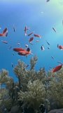 Vertical underwater video about school of in coral in pure blue clear water. Nice small orange fishes engage in underwater merriment near delicate, soft white corals.