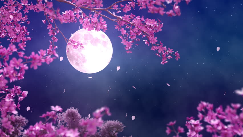 night cherry blossoms and full moon, moonlight, Japanese night scene, night sky, loop, seemless, Royalty-Free Stock Footage #3446214207