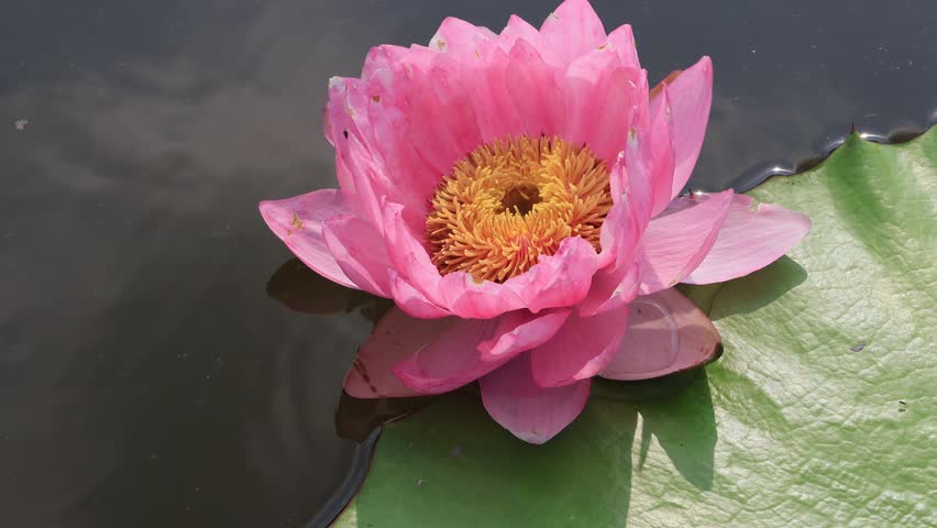 Video moving under the wind. A beautiful pink waterlily is blooming and floating on the water in the pond. Royalty-Free Stock Footage #3446231563