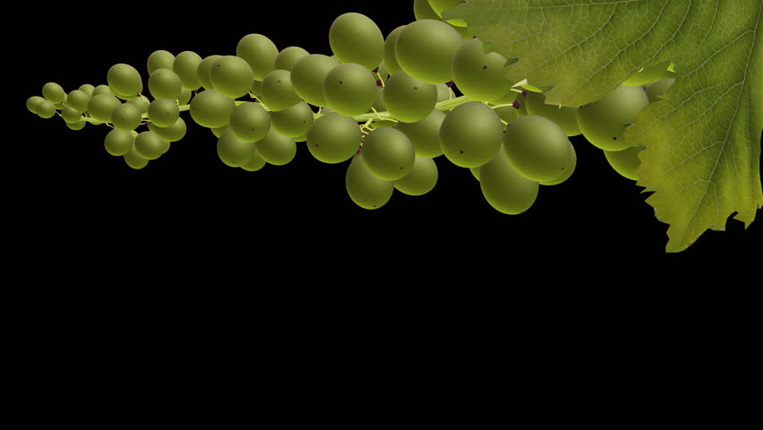 Growing Green Grape Berries - Time Lapse - II - Very Close Up - Artistic naturalistic realistic 3D animation isolated on transparent background with alpha channel