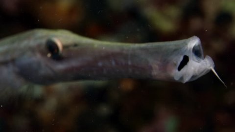 Trumpetfish (Aulostomus maculatus) attempts to hide in corals, WAKATOBI, Indonesia, slow motion
