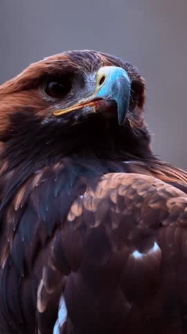 Steppe eagle looking at the camera zoom out. Vertical video