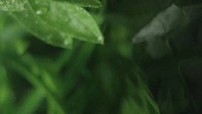 Slow motion macro vertical video of water droplet falling from fresh green leaf. Herb skin care medicine concept. Herbal essence dropping from leaf. Organic serum drop or green tea tree oil extract