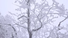 Sobaeksan National Park, South Korea 12 January 2024. Explore the enchanting beauty of Sobaeksan National Park on a snowy morning. This captivating slow-motion video captures the delicate dance of sno