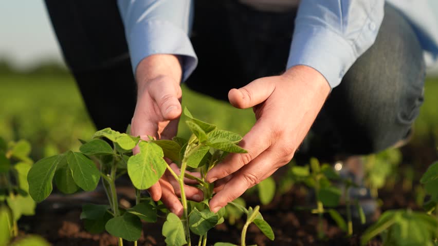 agronomist engineer examines small green sprouts field sunset. business green seedlings field. agriculture, close-up hand touching green seedling sunset, business farmer hand touching covered leaves Royalty-Free Stock Footage #3446356801