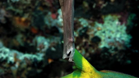 Trumpetfish (Aulostomus maculatus) attempts to hide in corals, WAKATOBI, Indonesia, slow motion