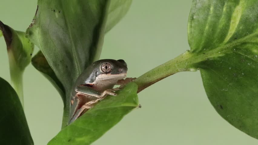 Footage Phyllomedusa hypochondrialis climbing on branch, Northern orange-legged leaf frog or tiger-legged monkey frog closeup, Male tiger-legged monkey frog  