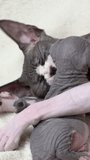 Mother cat nimbly licking baby kitten. Caring mommy Sphynx Cat lying down and nursing her domestic feline family, childhood at home concept. Part of series, real time vertical video