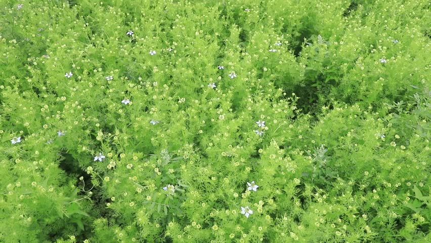 Nigella sativa flowers  are swaying by wind top view in the agricultural field 
 Royalty-Free Stock Footage #3446410115