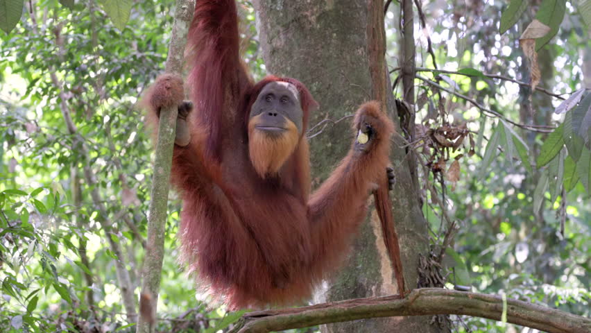 a young male orangutan hangs fron a vine and looks around while eating a plant stem in the rainforest of gunung leuser national park on sumatra, indonesia
