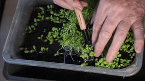 seedlings of green lettuce are transplanted by the hands of an elderly retired farmer with the help of miniature garden tools - Powered by Shutterstock - Get 15% off with code: PIKWIZARD15