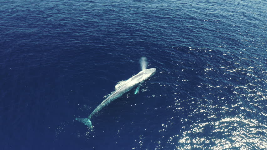 Aerial Shot Of Blue Whale Blowing Water While Swimming In Ocean On Sunny Day - Oahu, Hawaii Royalty-Free Stock Footage #3446470253