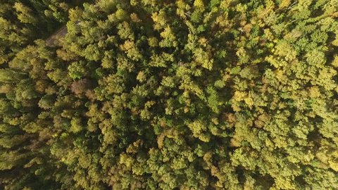 Beautiful Autumn Forest Aerial View