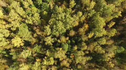 Beautiful Autumn Forest Aerial View