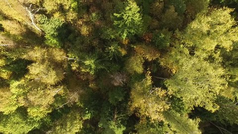 Beautiful Autumn Forest Aerial View