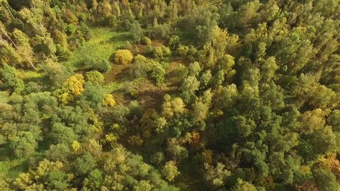 Beautiful Autumn Forest Aerial View