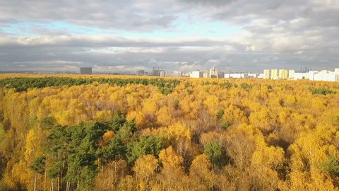 City Skyline with Autumn Forest Backdrop