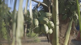 shot detail of tropical coconut planting in the field over the sunset, raw video 1920x1080 c-log color.
