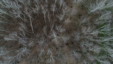 Spring Birch Grove Path in Losiny Ostrov National Park