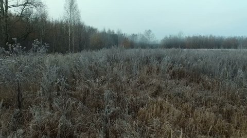 Frost on Grass Autumn Forest