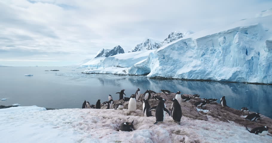 Gentoo Penguins colony on Antarctic coastline, towering ice formation and snow covered glacier in cold ocean water. Explore wildlife in Antarctica. Beauty of wild untouched South Pole nature. Panorama Royalty-Free Stock Footage #3446524359