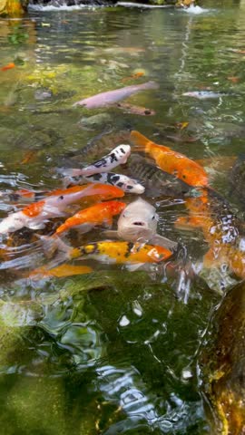 Japanese carp swim in a large private pond. The fish floats on the surface, greedily grabbing air with its mouth and filling its gills with it. Fish rush about in search of food