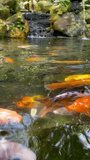 Close-up of koi carps swimming in a pond. Multi-colored fish of different sizes live in one flock in freshwater. The fish are constantly rushing about in the water in the hope of getting food