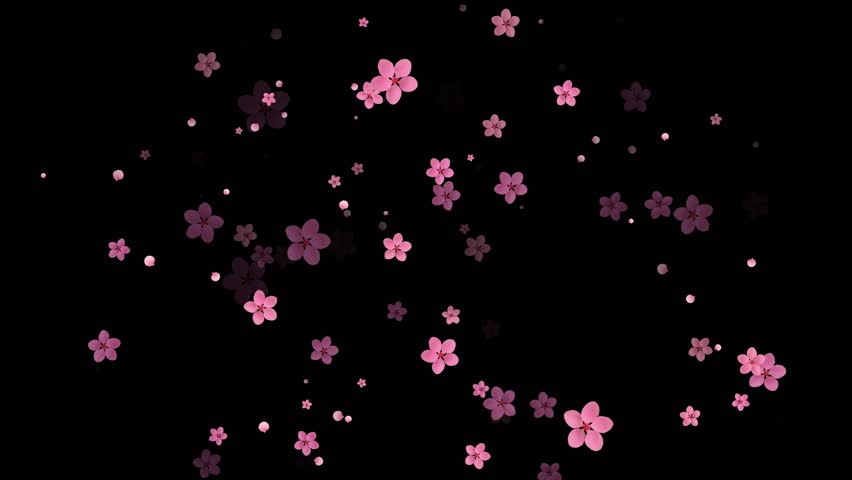 Small pink falling cherry blossom flowers and petals, isolated on black background with alpha matte, looping animation.
