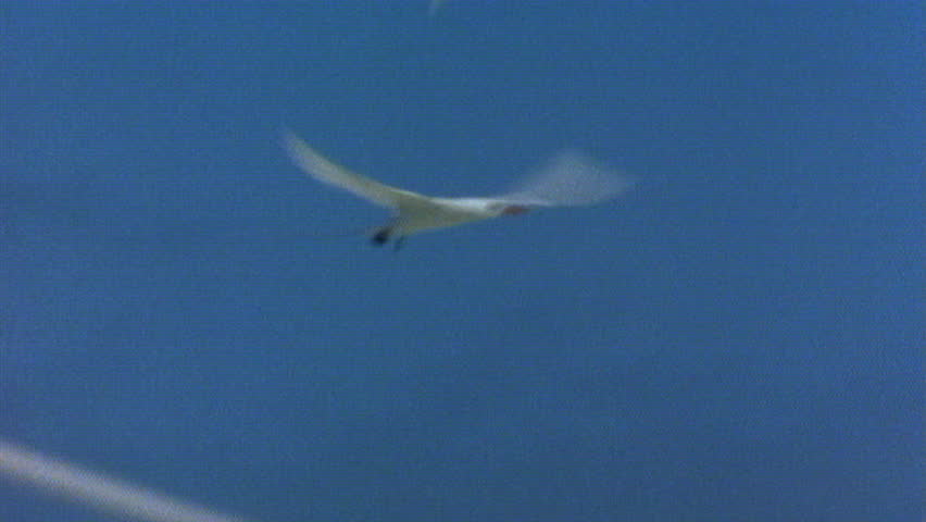Flock of white terns flying