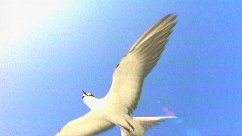 Flock of white terns flying