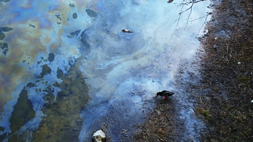  Ecological catastrophe oil spill in river water with stains of gasoline duck drinks poisoned water from an oil-polluted river animals as victims of harmful human activities, Kharkiv War in Ukraine