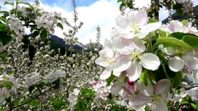 Video of apple blossoms in April in Trentino, Italy