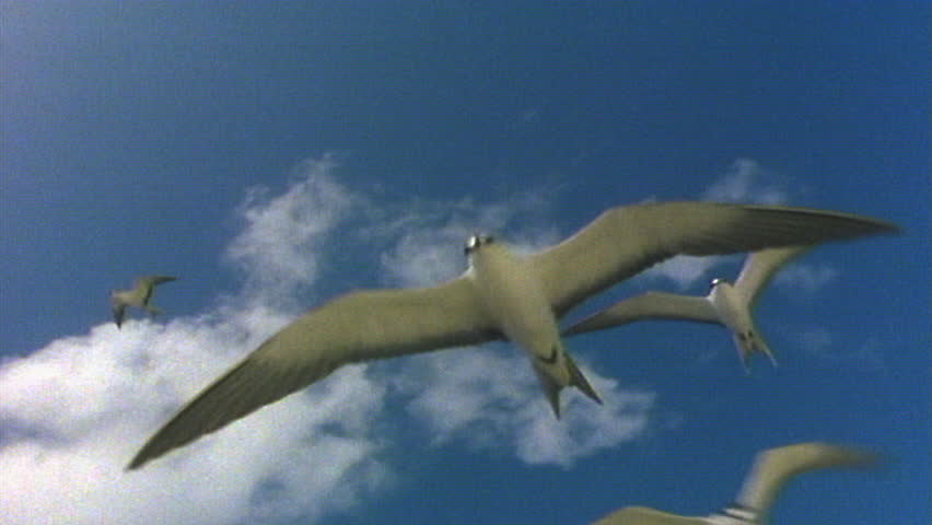 Flock of white terns flying