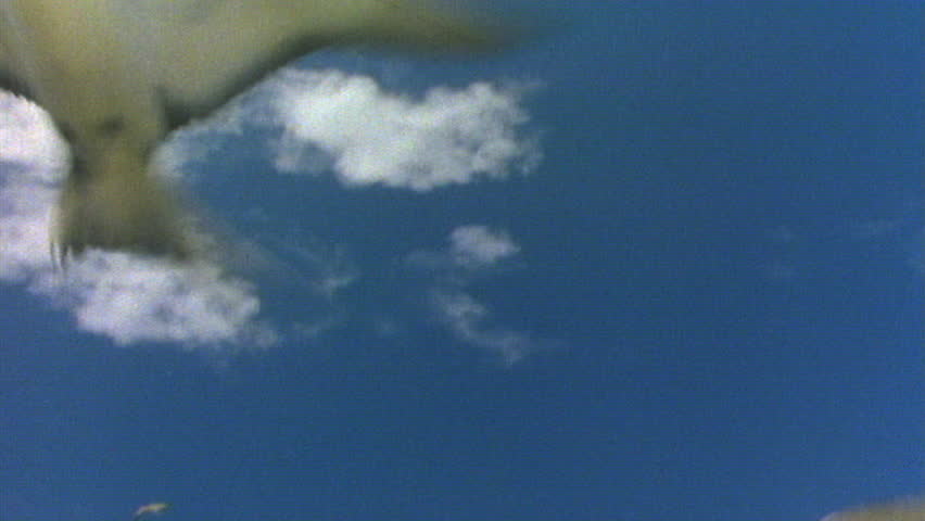Flock of white terns flying