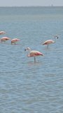 vertical video of flamingos walking on the water's edge looking for food