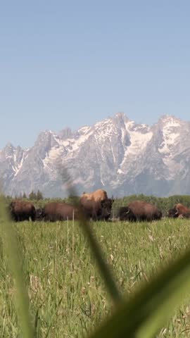 Vertical Video of a Buffalo Herd at Grand Teton National Park