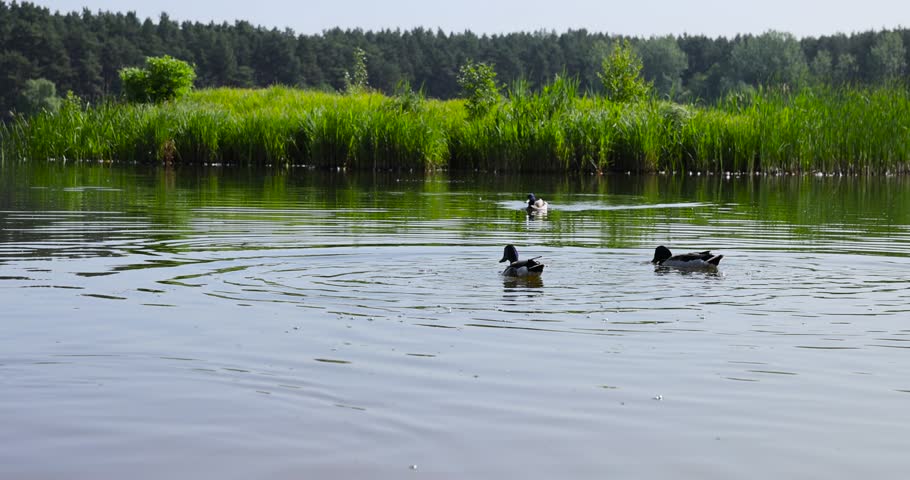 Ducks swimming in the lake in the summer at sunset, a large number of ducks on the lake at dusk