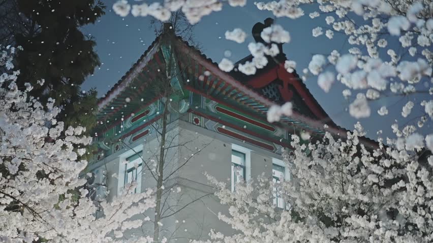 The romantic cherry blossom rain at Jiming Temple in Nanjing during spring.
