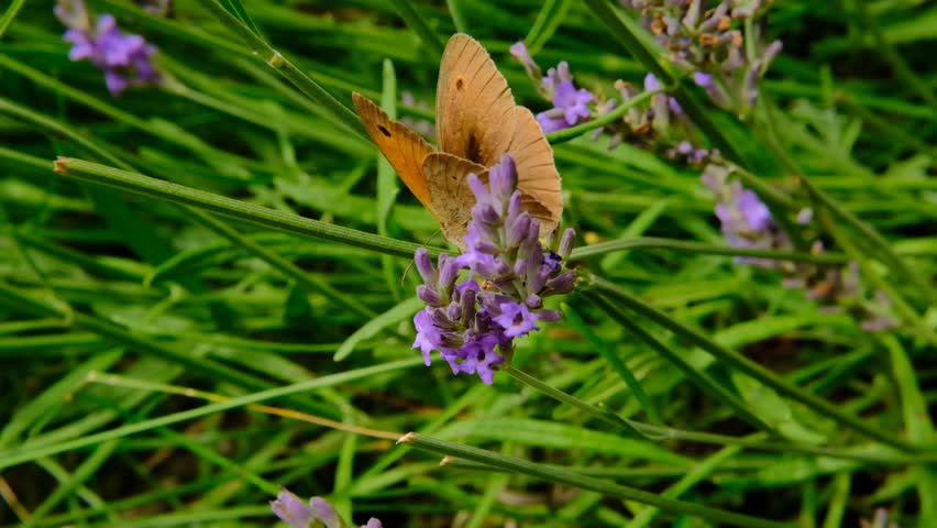 Butterfly flaps its wings on lavender flowers.Fragrant lavender and insects. Yellow butterfly on a purple flower.Nature beautiful background.Pollen collection process.