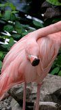 American Pink Flamingo Phoenicopterus ruber Macro Head Tracking