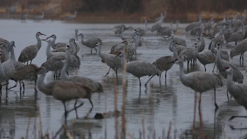 Cranes wading - Bosque del Apache National Wildlife Refuge, New Mexico