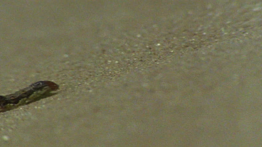 caterpillar