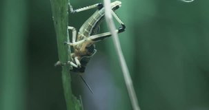 This video shows a close-up of a grasshopper on a plant. The grasshopper is mostly green with black and yellow markings. It is perched on a green leaf and is facing downward. The grasshoppers antennae
